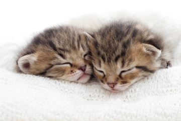 cute kittens sleeping