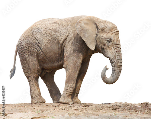 Photography African elephant (Loxodonta africana) female.