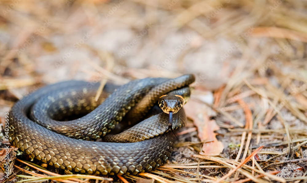 Fototapeta premium Grass-snake, adder in early spring