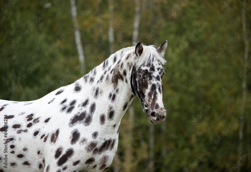 Appaloosa horse portrait with autumn background