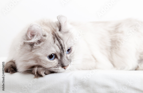Fotografie White American Curl cat. Close-up studio photo