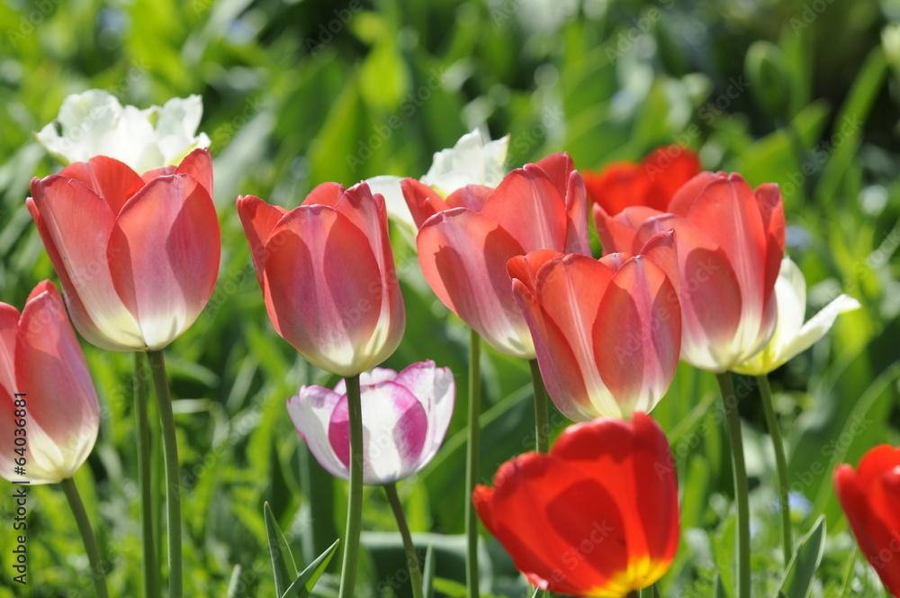 Fototapeta premium Tulpen