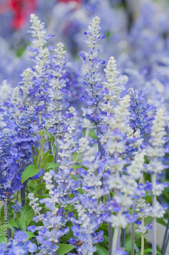Salvia farinacea Benth. Salvia farinacea Benth.