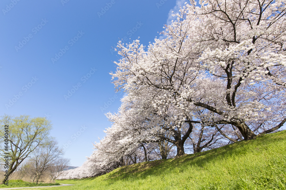 京都府八幡市の桜並木