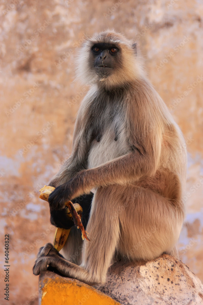 Gray langur sitting at the temple, Pushkar, India