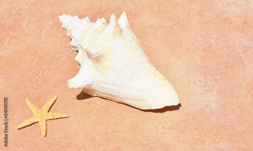 conch and starfish on beach © cheekylorns