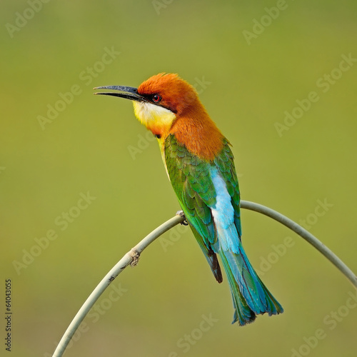 Wallpaper Mural Chestnut-headed Bee-eater Torontodigital.ca