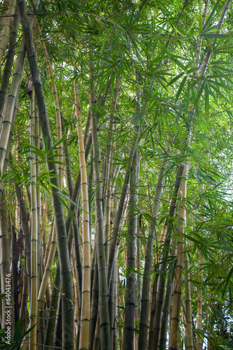 Thickets of bamboo
