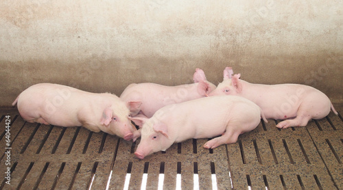 pigs on the farm