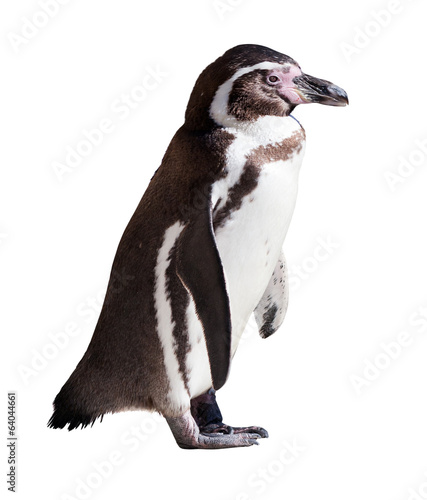 Humboldt penguin on white background