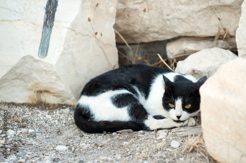 Fototapeta Naklejka Na Ścianę i Meble -  Greek cat resting in the ruins of Acropolis, Athens