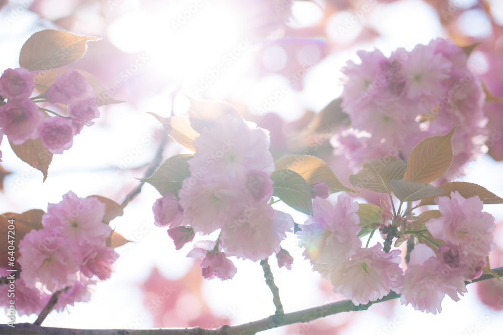 Obraz premium Blooming double cherry blossom tree and light