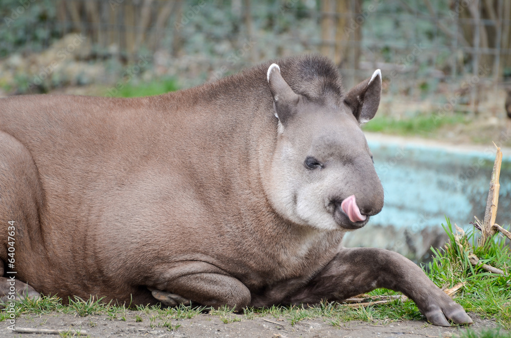 South American tapir - Tapirus terrestris