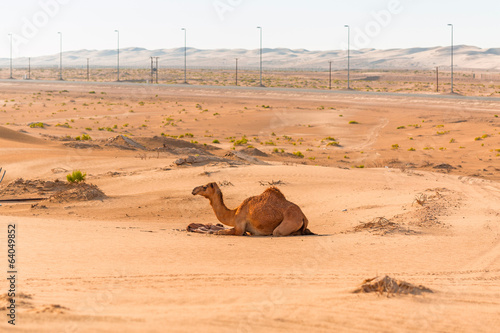 Camel with the newborn baby in the desert in UAE