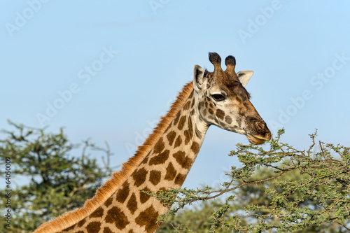 Tansania-Giraffe-17180