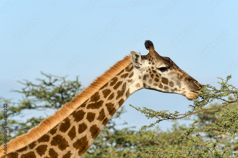 Obraz premium Tansania-Giraffe-17177