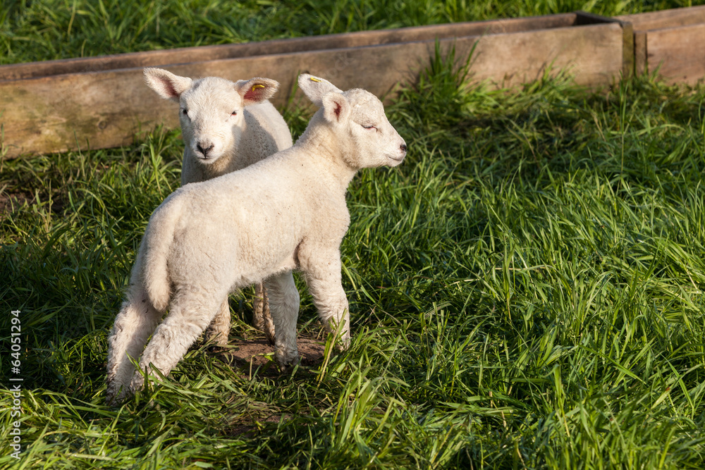 lamb lamb