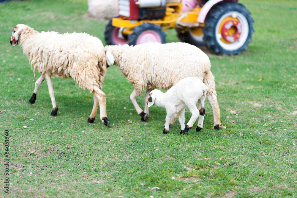 Fototapeta premium Sheeps in The Pasture