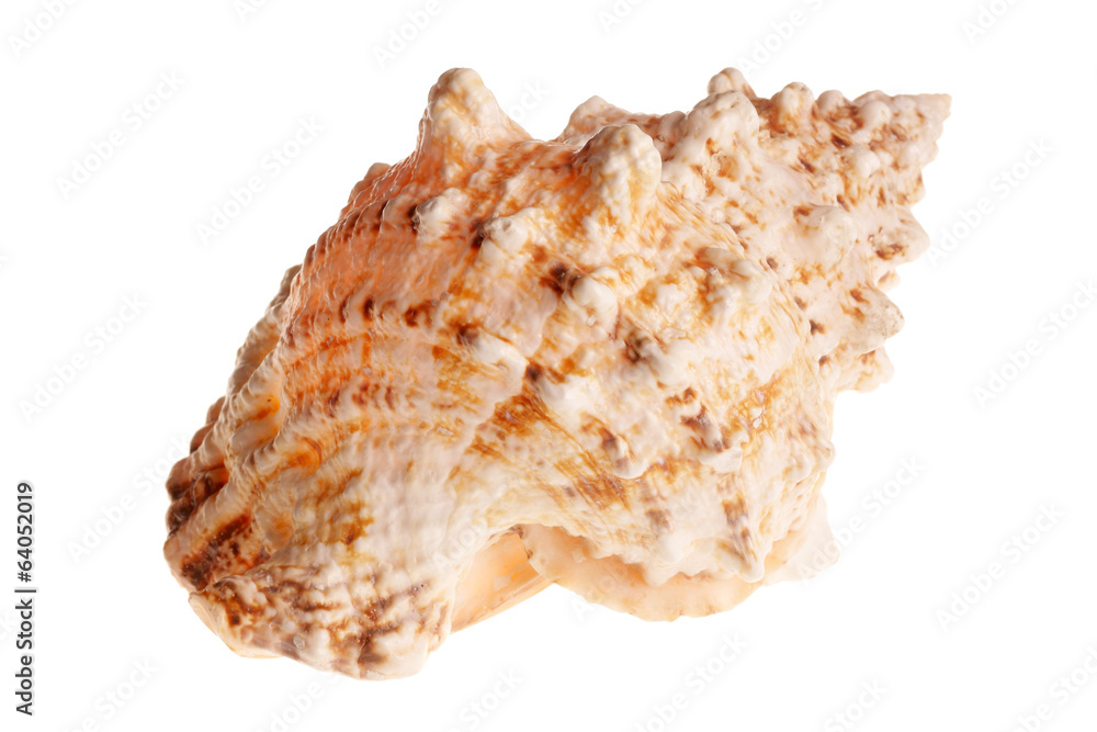 Sea shell