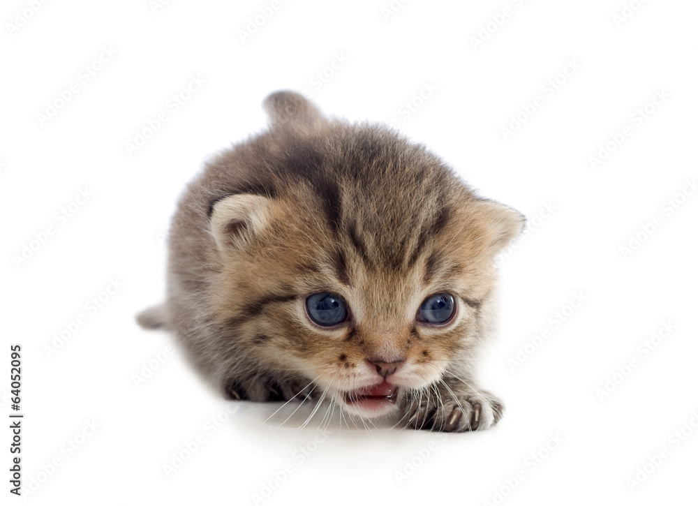tabby kitten