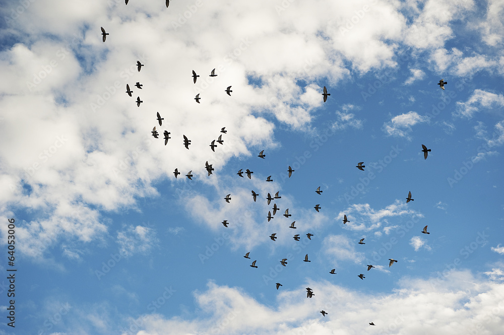 Flock of birds Flock of birds