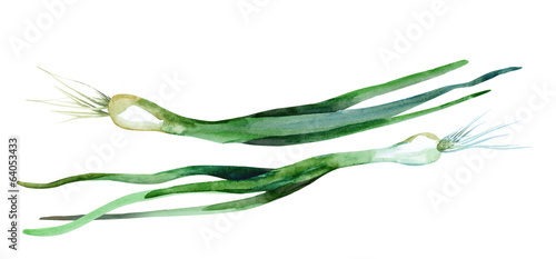 Leek