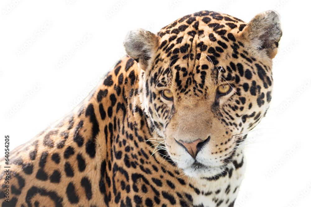 Naklejka premium Portret pięknego jaguara