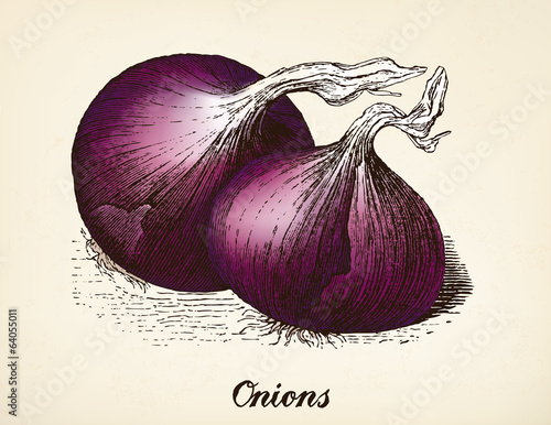 Onions vintage illustration vector