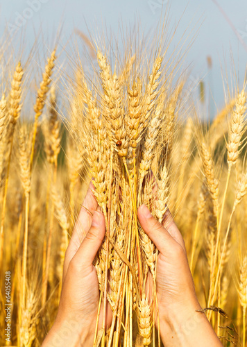 Wheat ears in the women hand