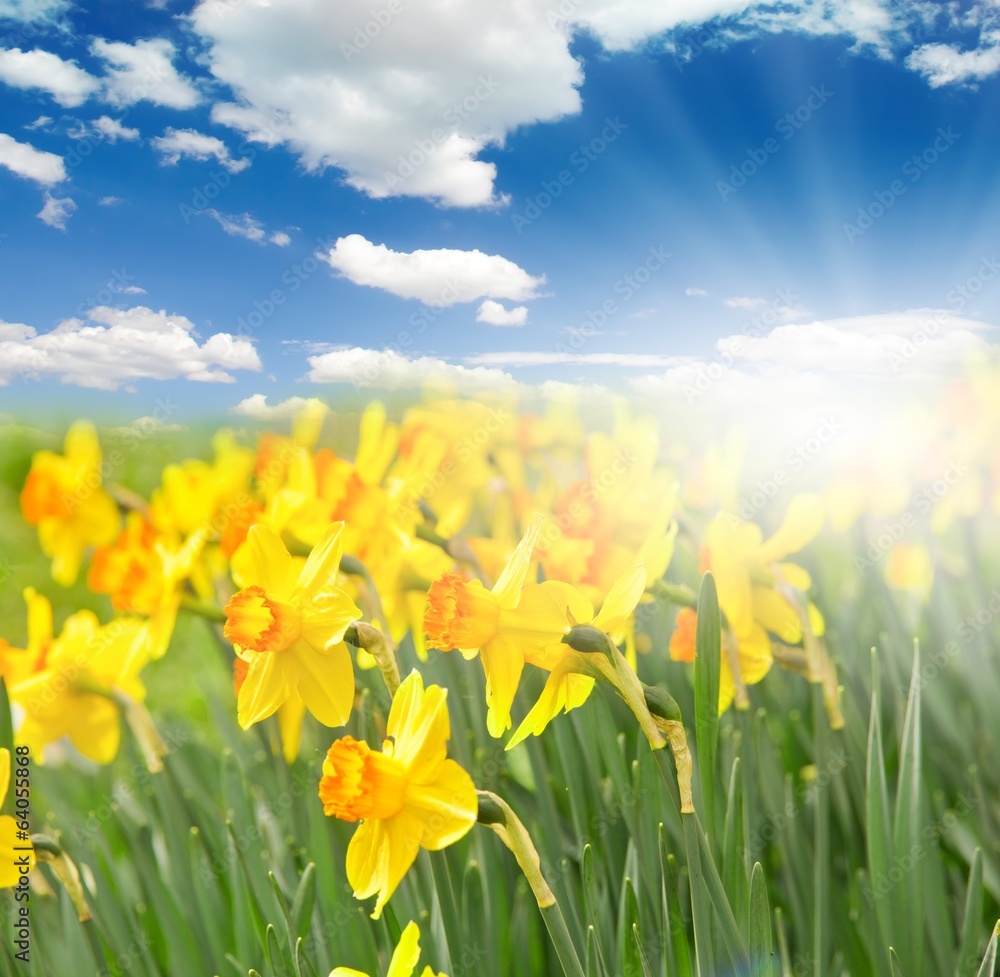 Fototapeta premium Daffodils
