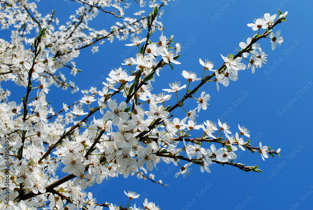 Caucasian plum white blossom and blue sky background Caucasian plum white blossom and blue sky background