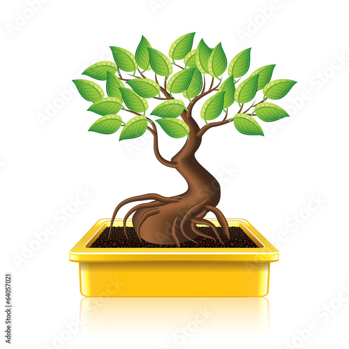 Bonsai tree vector illustration