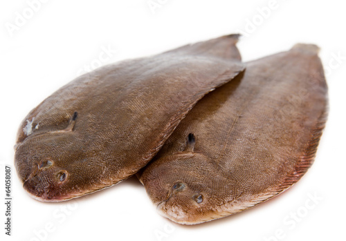 Whole couple fresh sole fish on white background photo