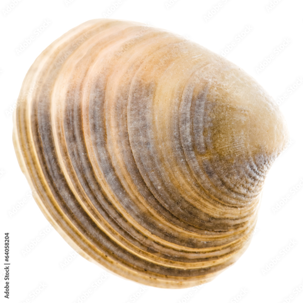 Sea Cockleshell Isolated On White Background Sea Cockleshell Isolated On White Background