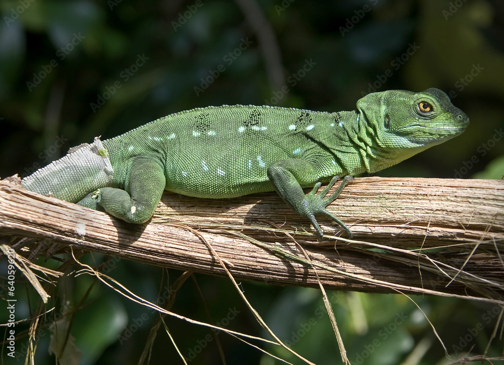 Fototapeta premium Green basilisk