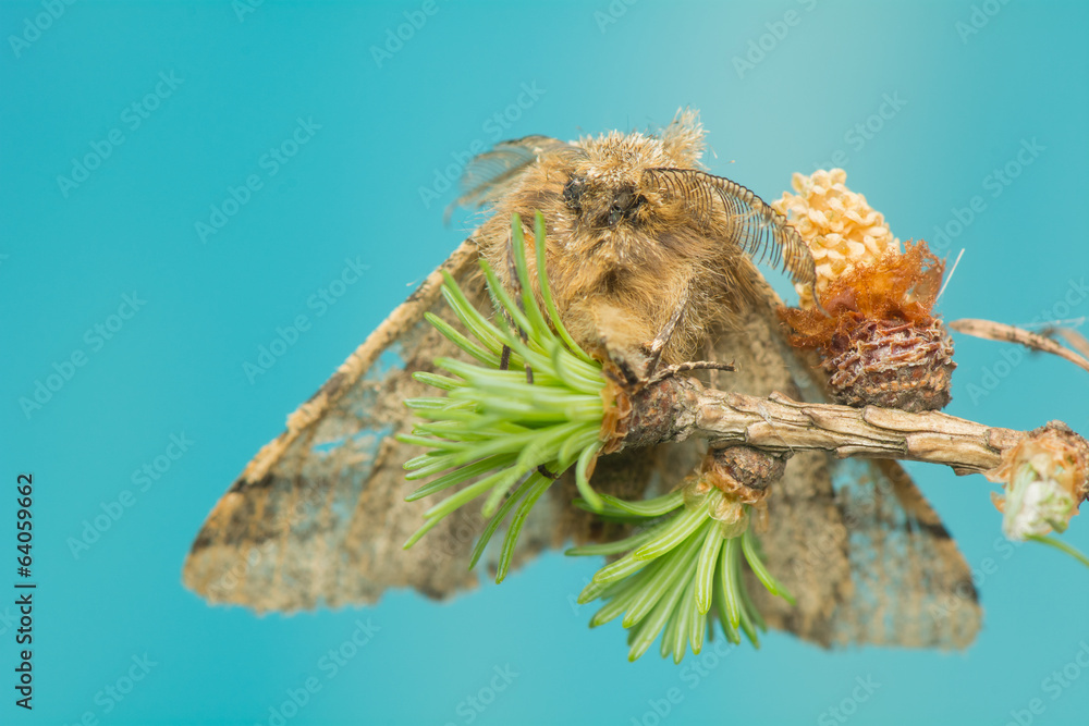 Fototapeta premium Lycia hirtaria