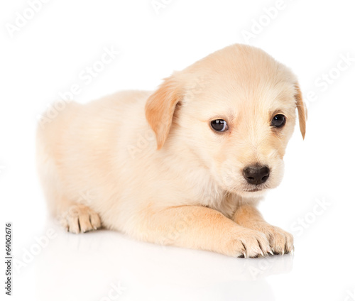 Sad golden retriever puppy dog. isolated on white background