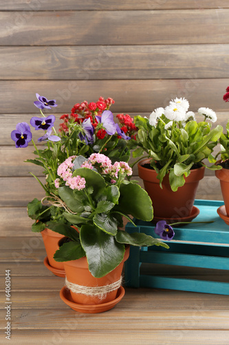 Beautiful flowers in flowerpots  on wooden background