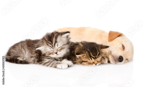 Wallpaper Mural golden retriever puppy dog sleep with two british kittens.  Torontodigital.ca