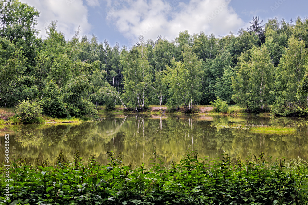 Fototapeta premium Summer forest landscape