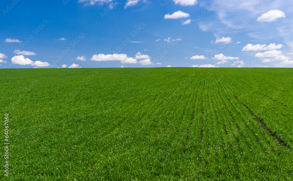 Ukrainian spring landscape with winter crops and sky