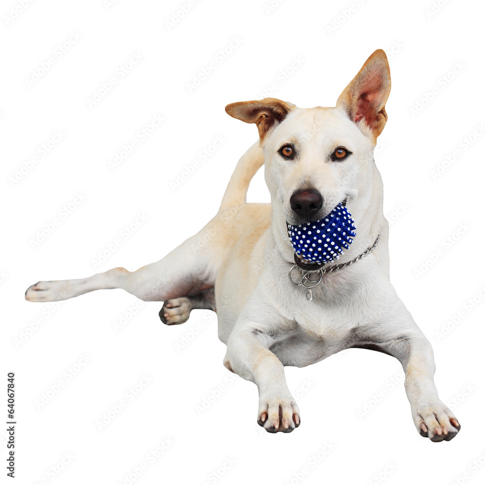 Labrador retriever holding blue ball isolated on white