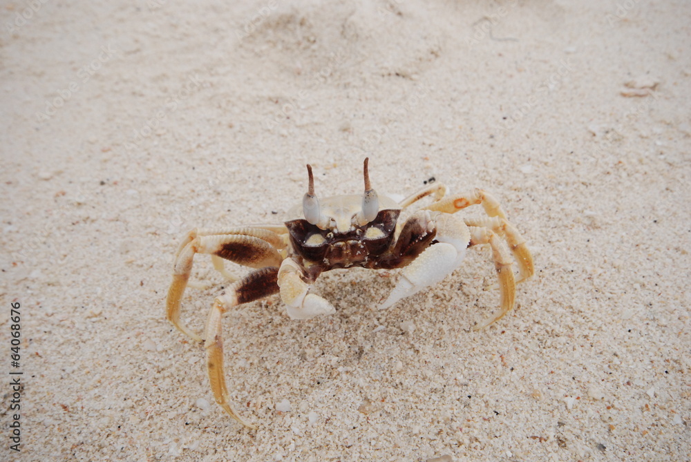 Crab on the coral sand