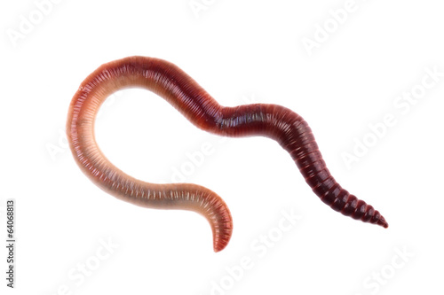 Worm isolated on white