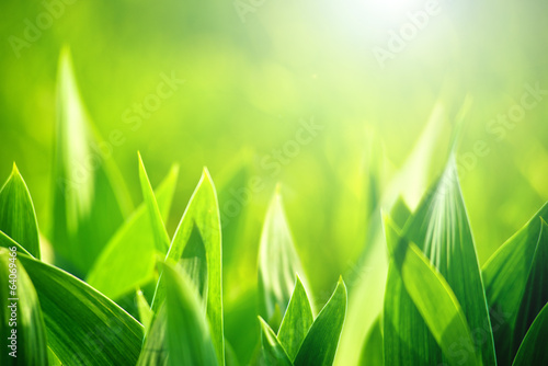 Fresh green grass as spring season background