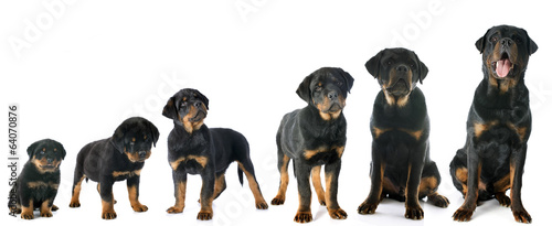 Photography puppy rottweiler