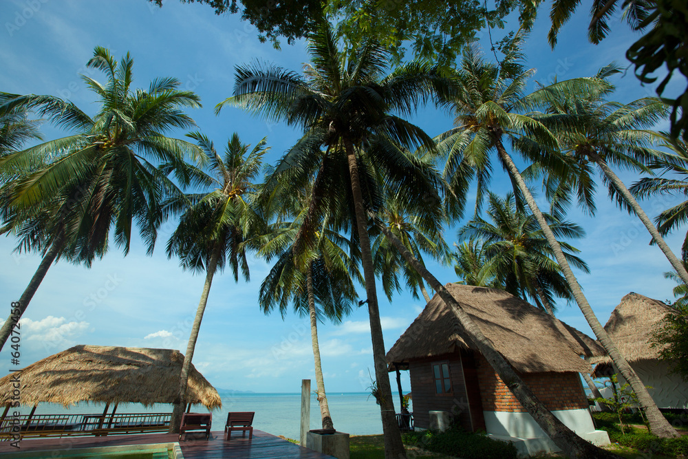 beach and coconut tree in Koh Phangan Thailand beach and coconut tree in Koh Phangan Thailand