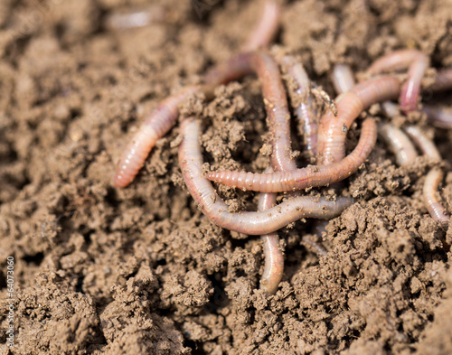 earthworms on soil. macro
