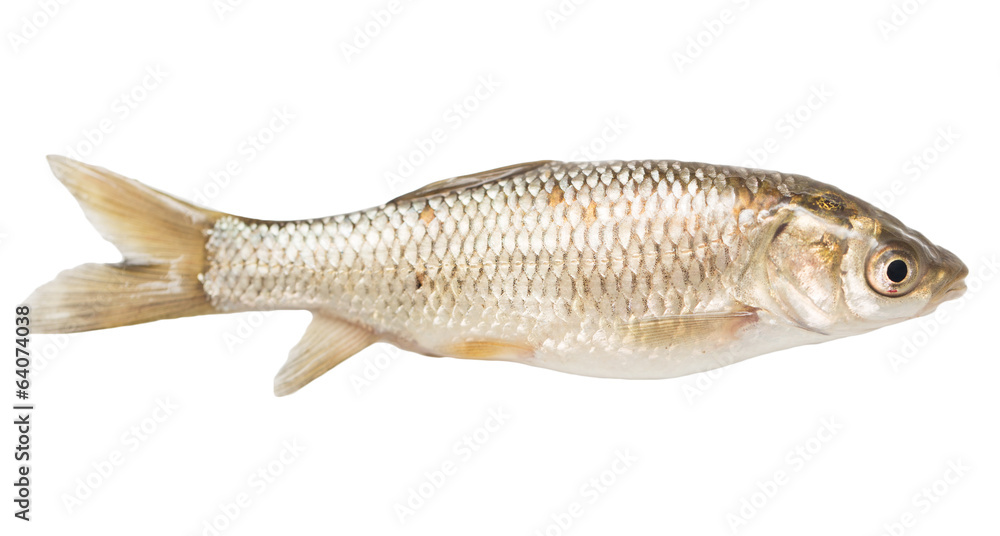 goldfish on a white background goldfish on a white background