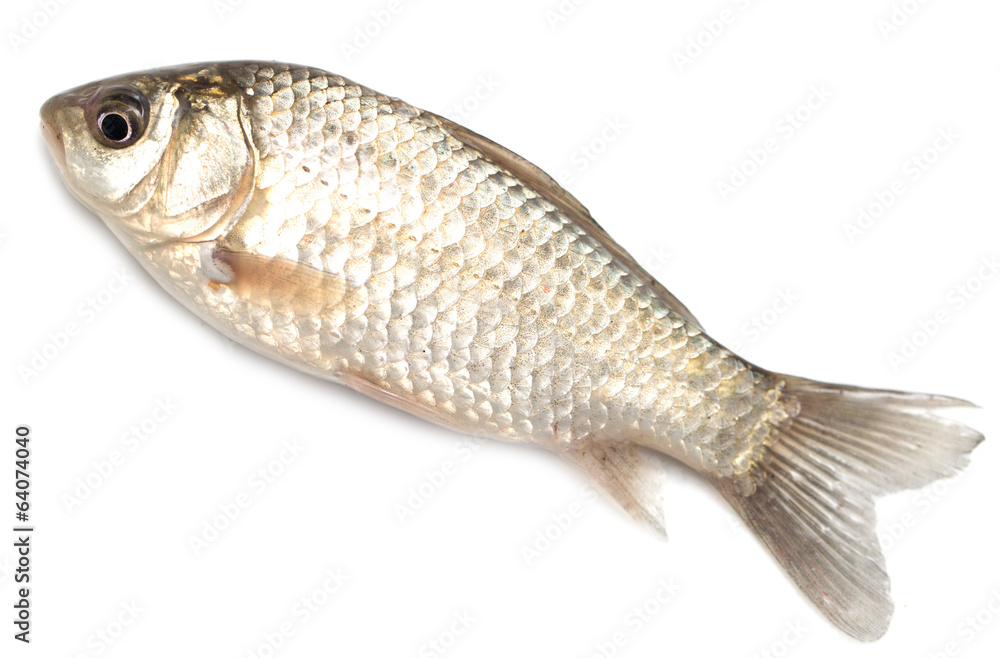 goldfish on a white background